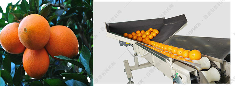 臍橙包裝機 臍橙包裝機